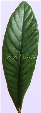  Leaf